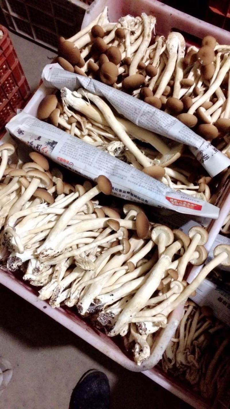 来自古田食用菌之都的鲜茶树菇