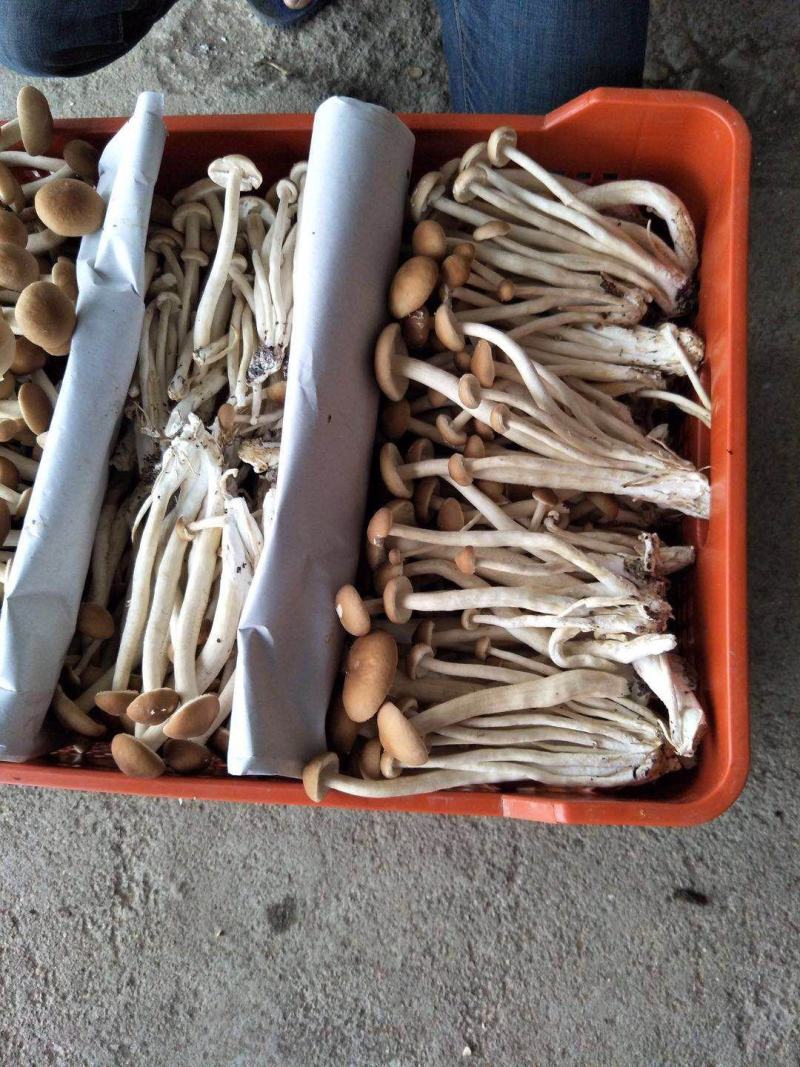 来自古田食用菌之都的鲜茶树菇