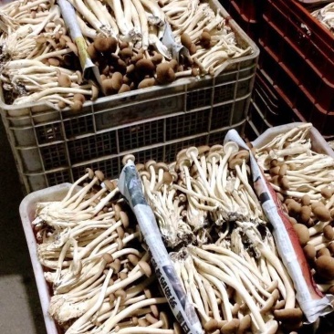 来自古田食用菌之都的鲜茶树菇