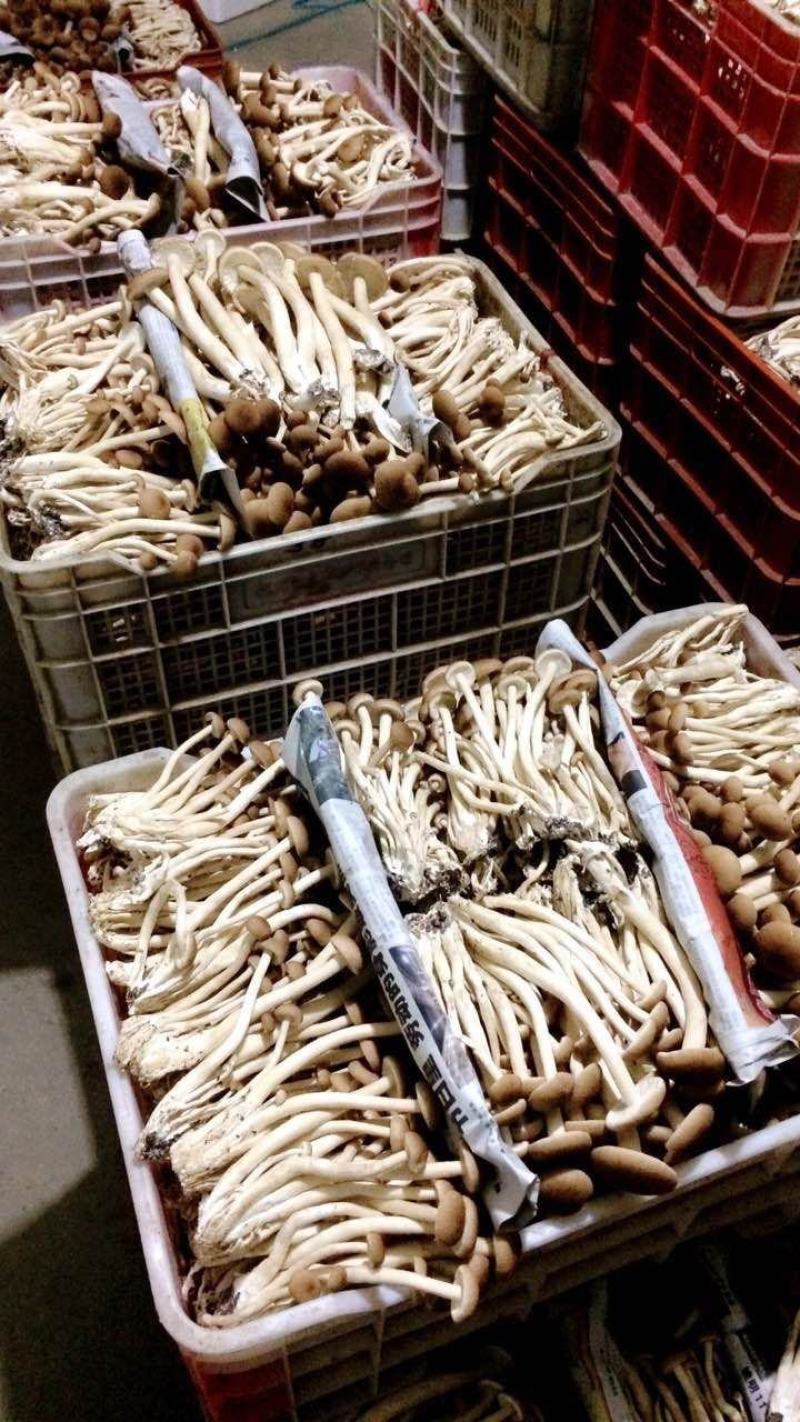 来自古田食用菌之都的鲜茶树菇