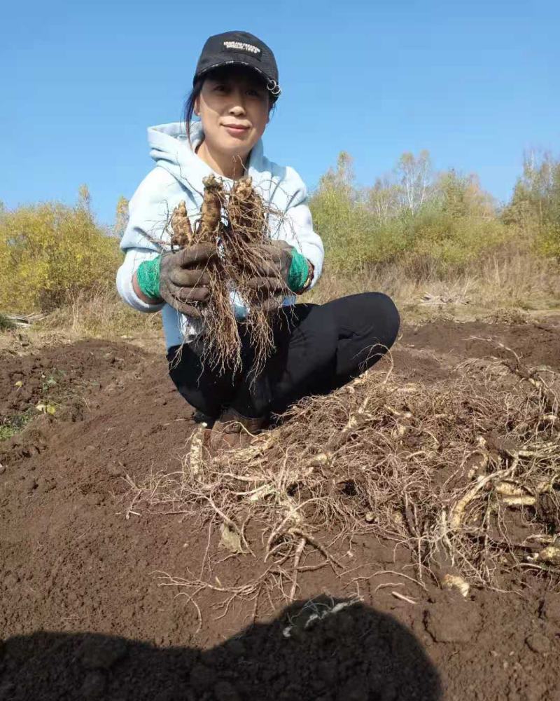 东北长白山当年新鲜人参花干品6-8年含量高药店和家庭使用