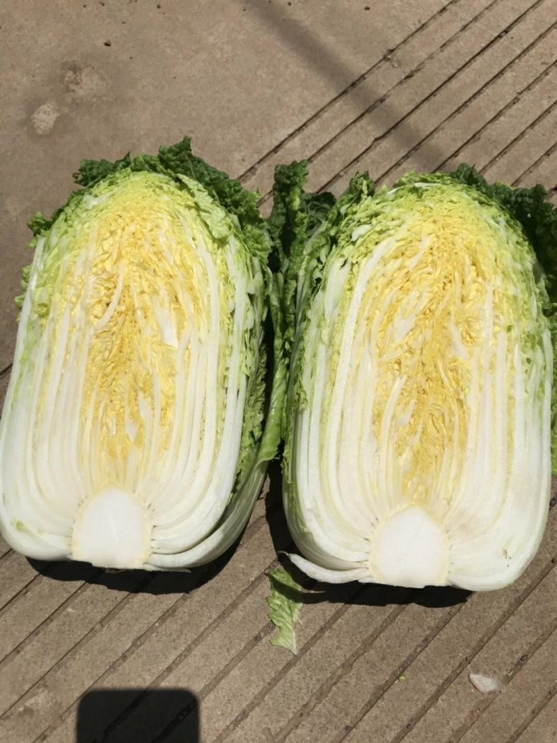 精品云南黄心大白菜，品质保证，全国各地发货