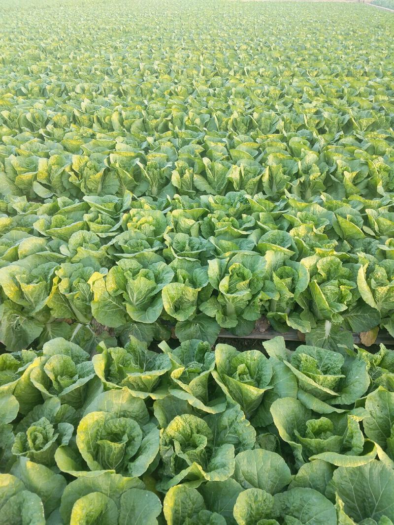 精品云南黄心大白菜，品质保证，全国各地发货