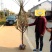 嫁接梅花树苗红梅腊梅绿梅树桩盆景美人梅榆叶梅苗庭院盆栽梅