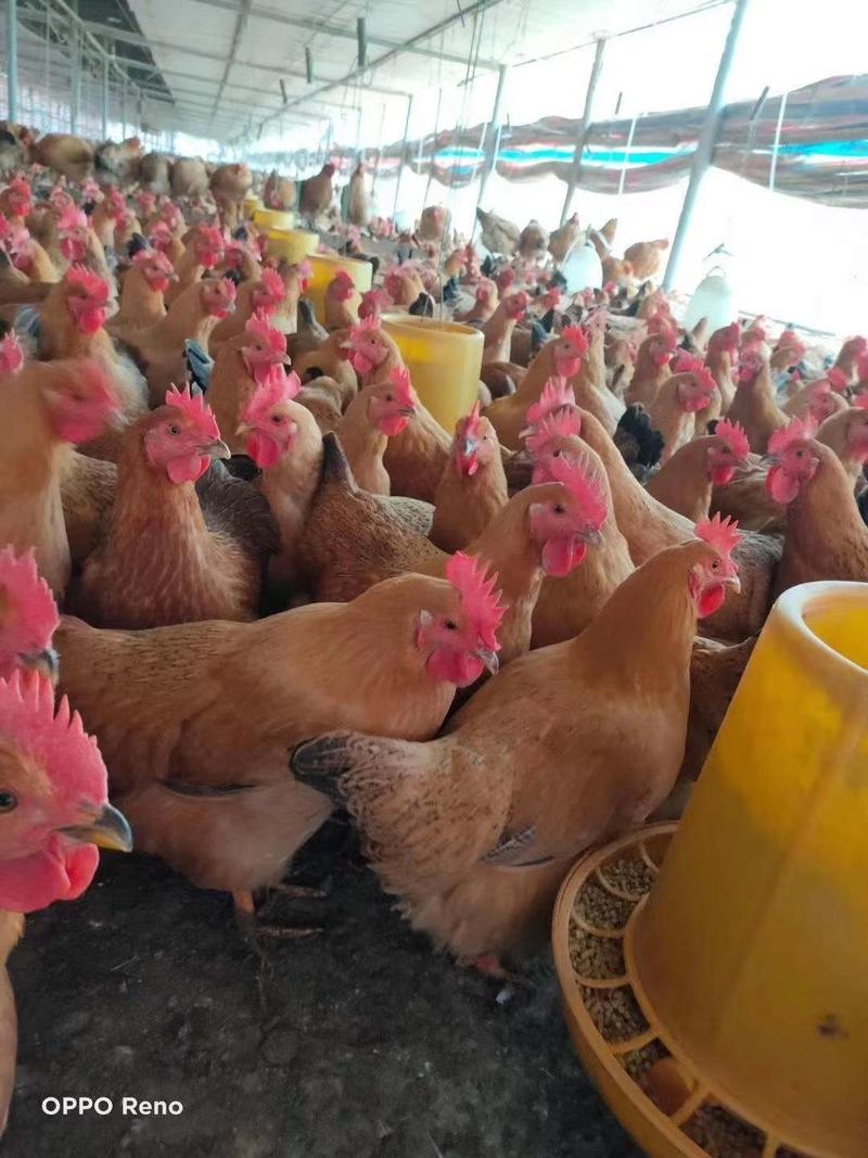 长年出售各种鸡，阉鸡，公鸡，母鸡，淘汰鸡，