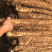 白玉山药大量上市
