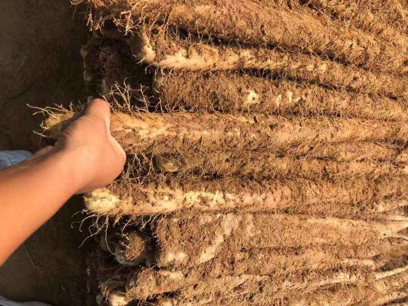 白玉山药大量上市
