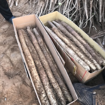 白玉山药大量上市