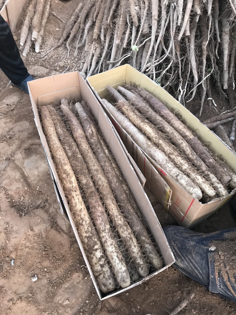 白玉山药大量上市
