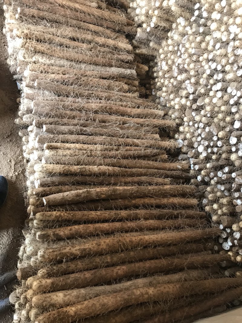 白玉山药大量上市