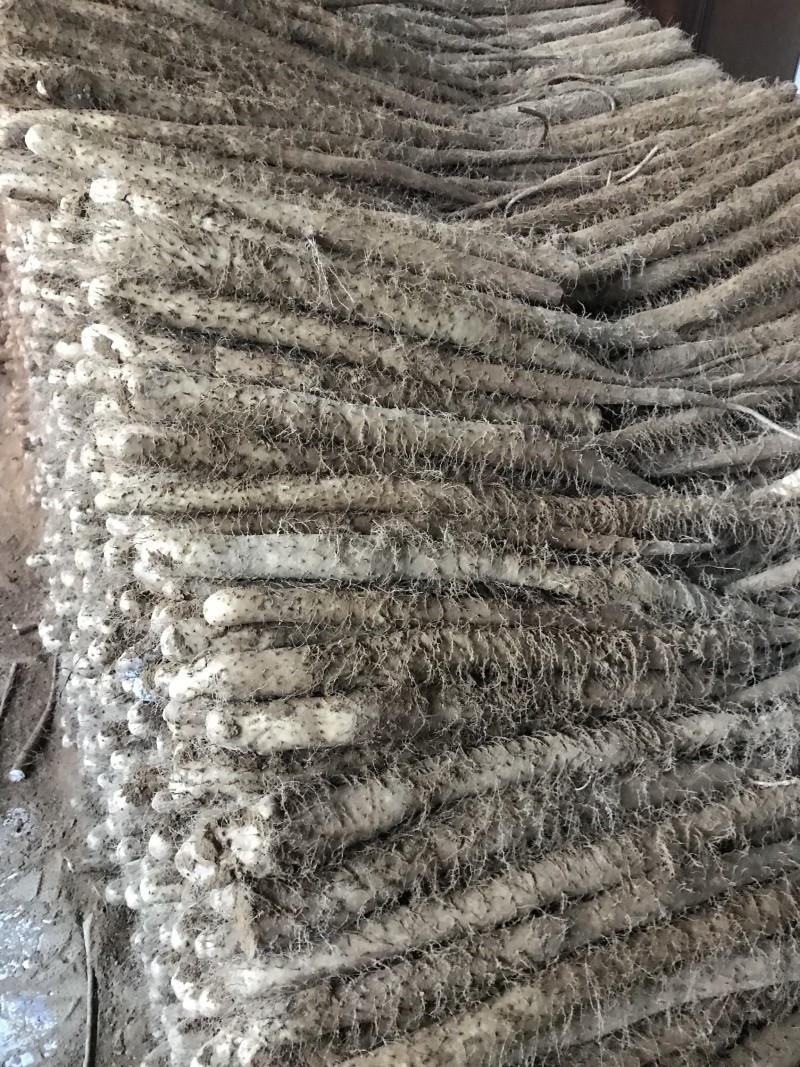 白玉山药大量上市