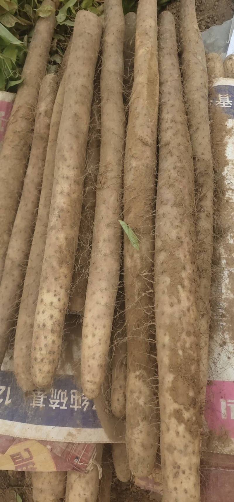 白玉山药大量上市