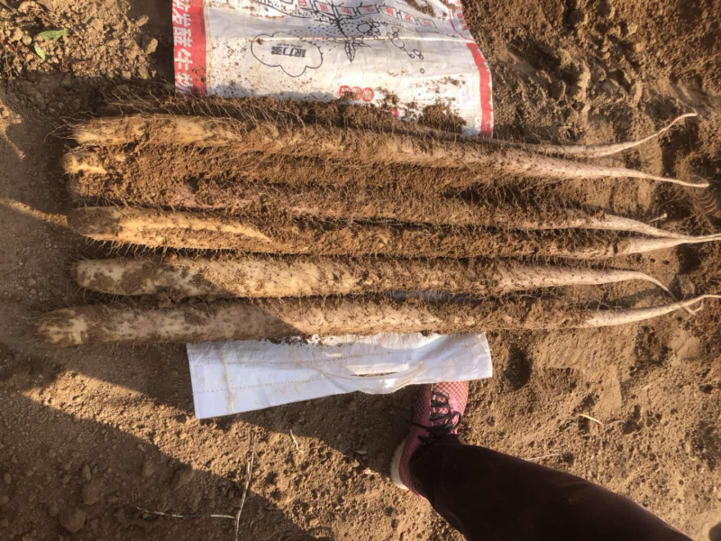 白玉山药大量上市