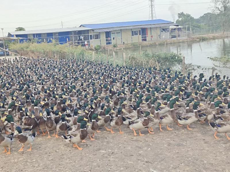 绿头水鸭小青头飞天水鸭鱼塘水库养殖场直销