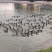 绿头水鸭小青头飞天水鸭鱼塘水库养殖场直销