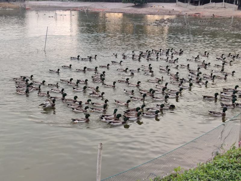 绿头水鸭小青头飞天水鸭鱼塘水库养殖场直销