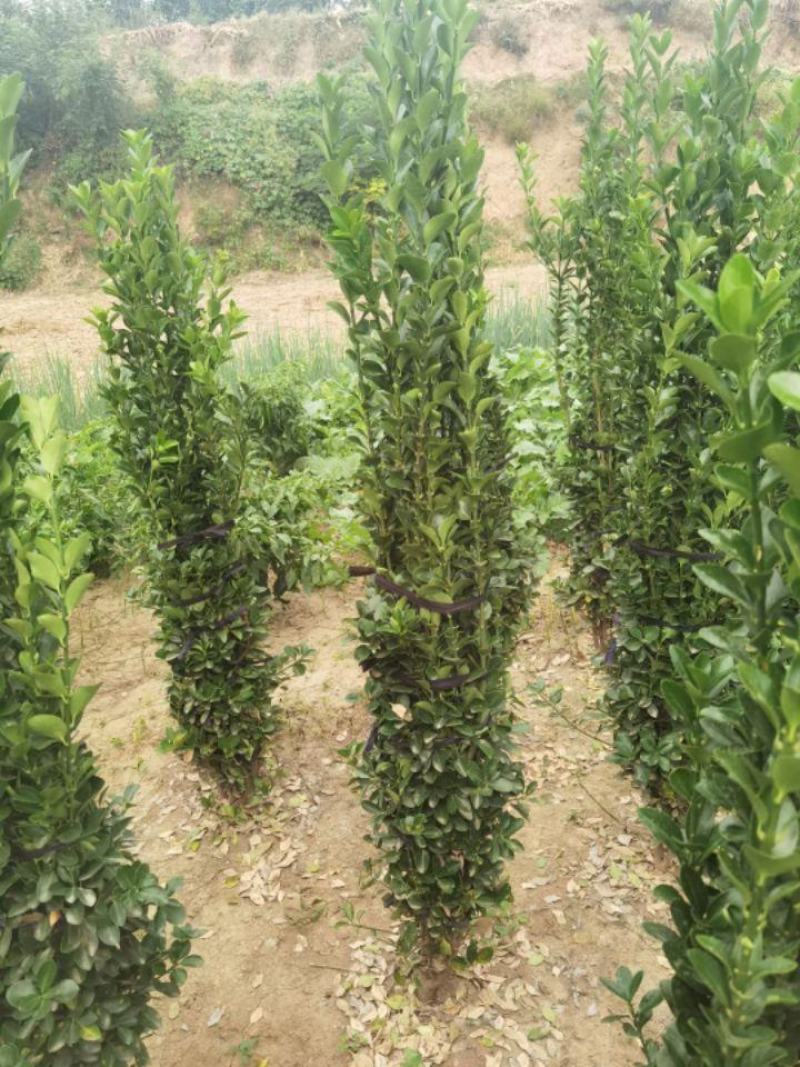 大叶黄杨冬青床苗现挖现卖，不谈高，北海道黄杨卫矛产品苗