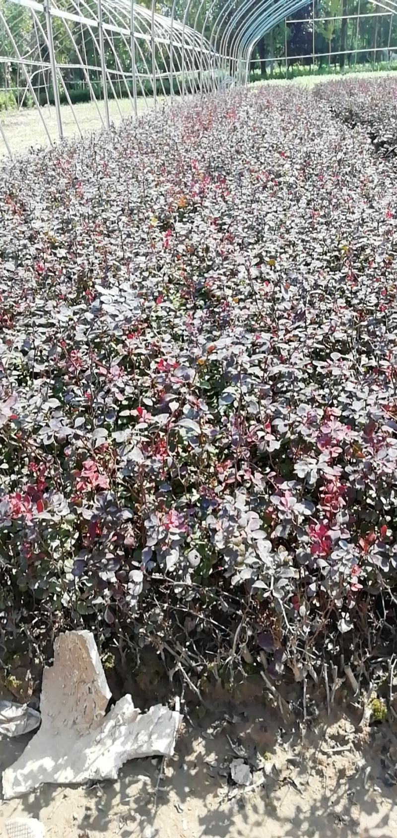 大叶黄杨冬青床苗现挖现卖，不谈高，北海道黄杨卫矛产品苗