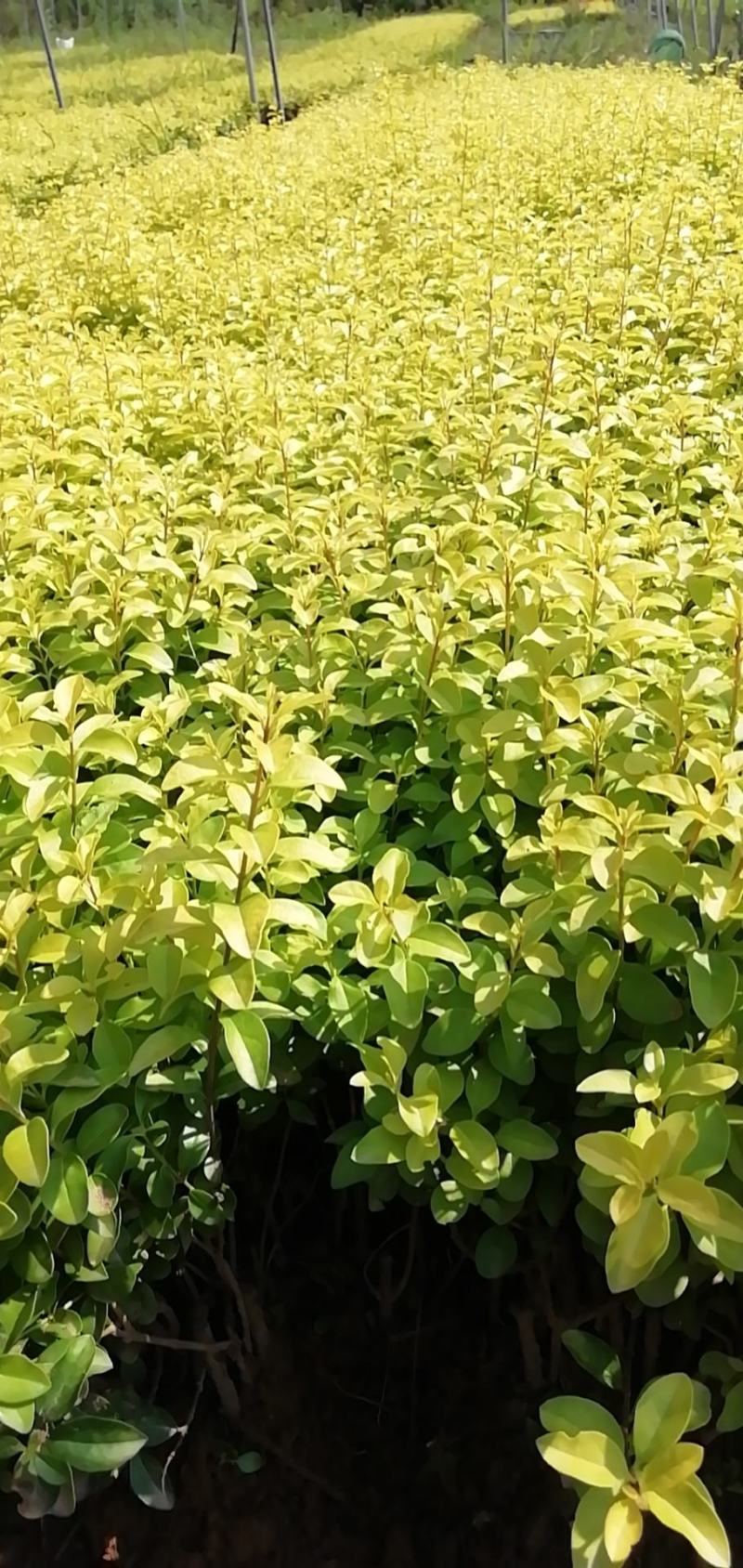大叶黄杨冬青床苗现挖现卖，不谈高，北海道黄杨卫矛产品苗