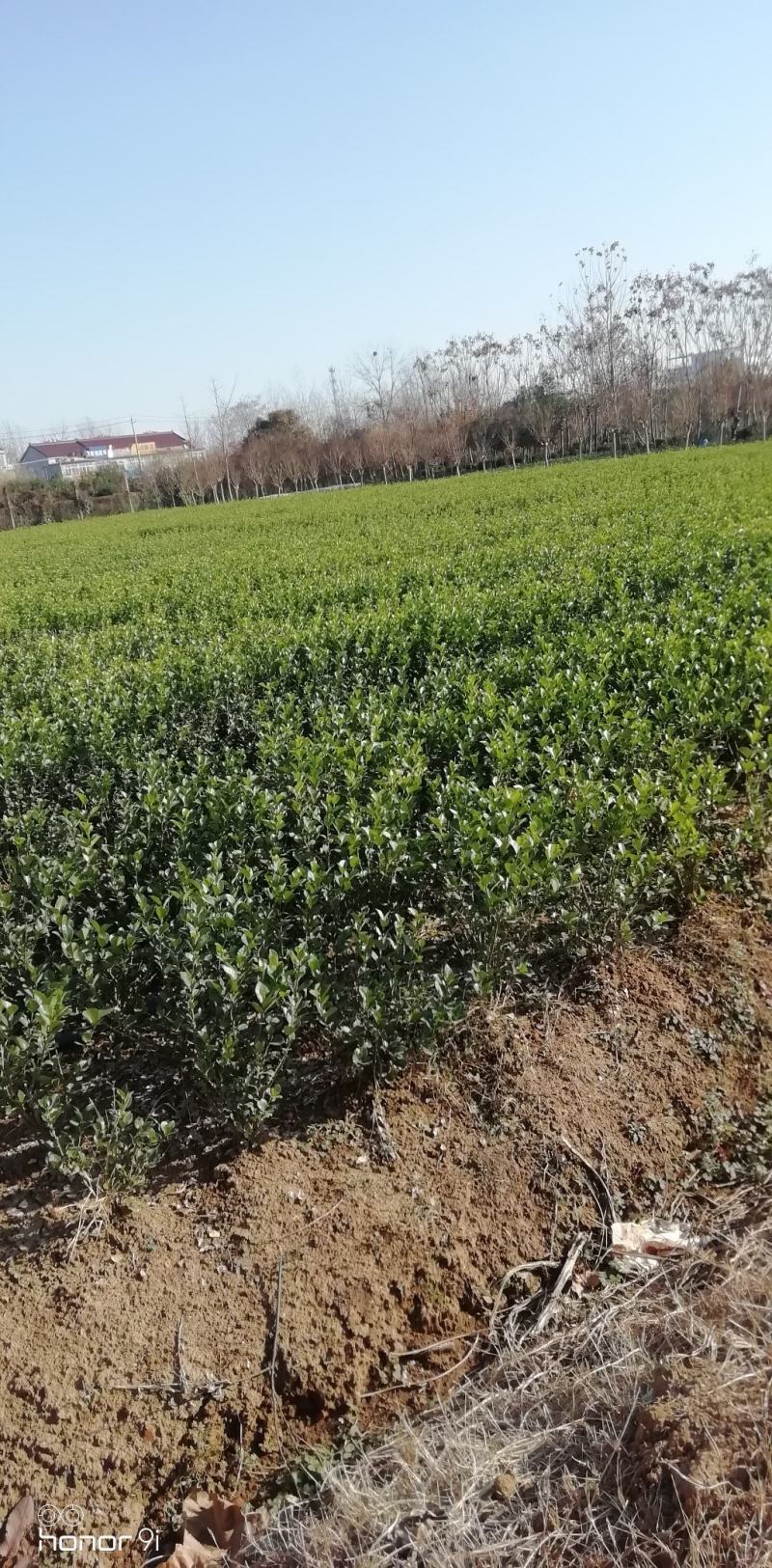 大叶黄杨冬青床苗现挖现卖，不谈高，北海道黄杨卫矛产品苗