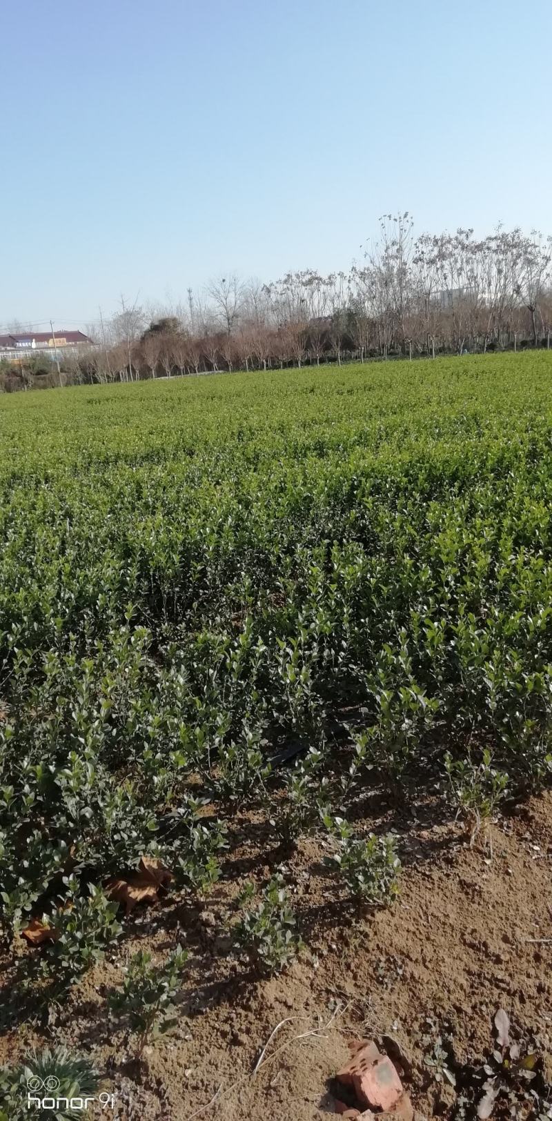 大叶黄杨冬青床苗现挖现卖，不谈高，北海道黄杨卫矛产品苗