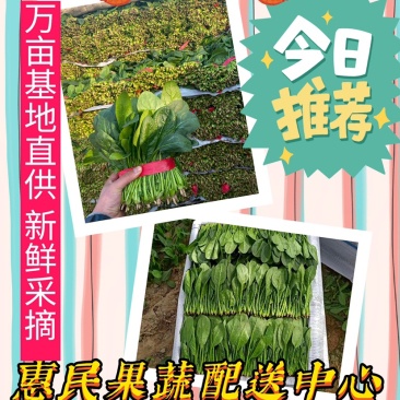 山东惠民万亩优质菠菜，产地直供，质优价廉，全国代发