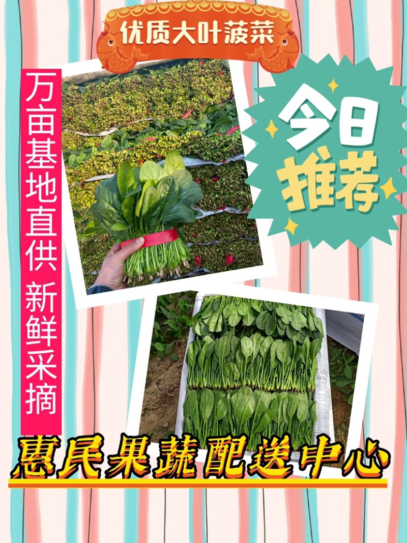 山东惠民万亩优质菠菜，产地直供，质优价廉，全国代发