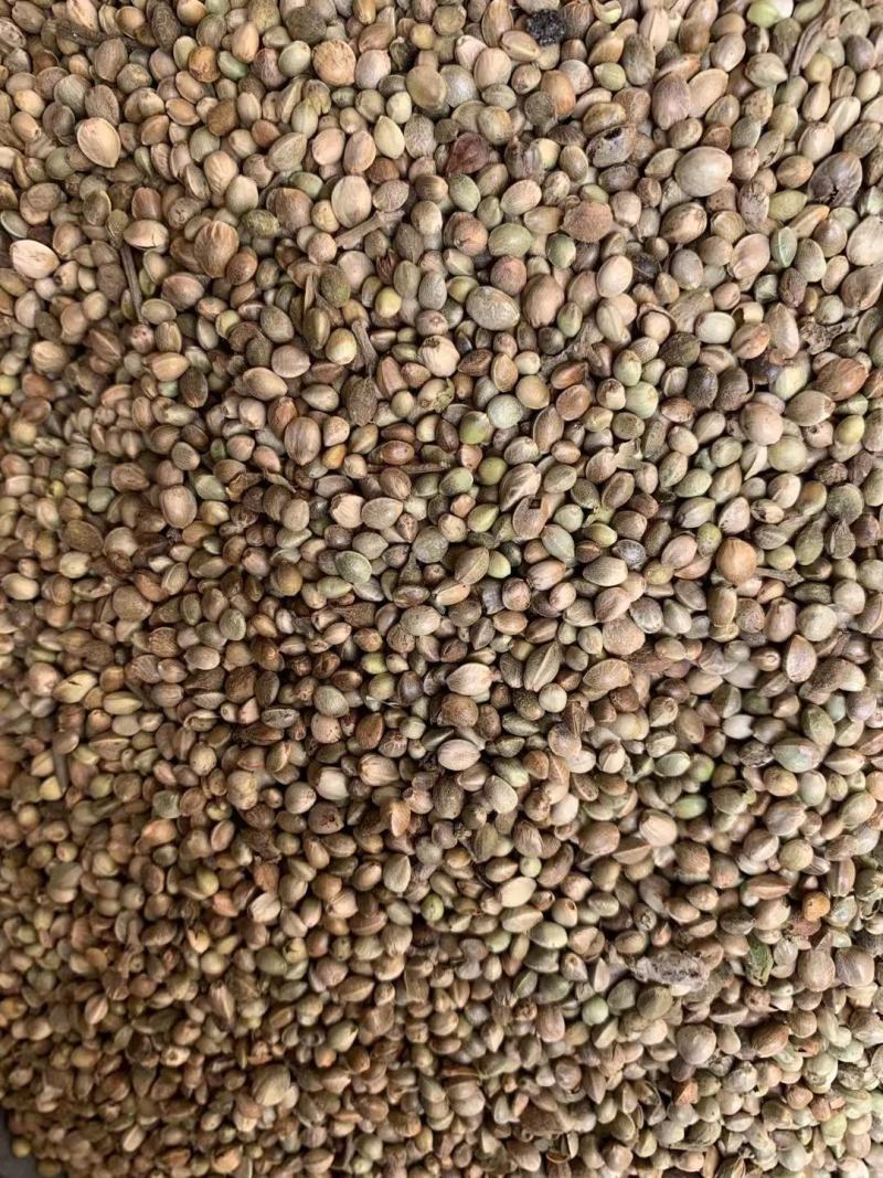火麻仁【包邮】三斤起发货可批量可零售量大从优