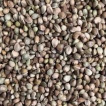 火麻仁【包邮】三斤起发货可批量可零售量大从优