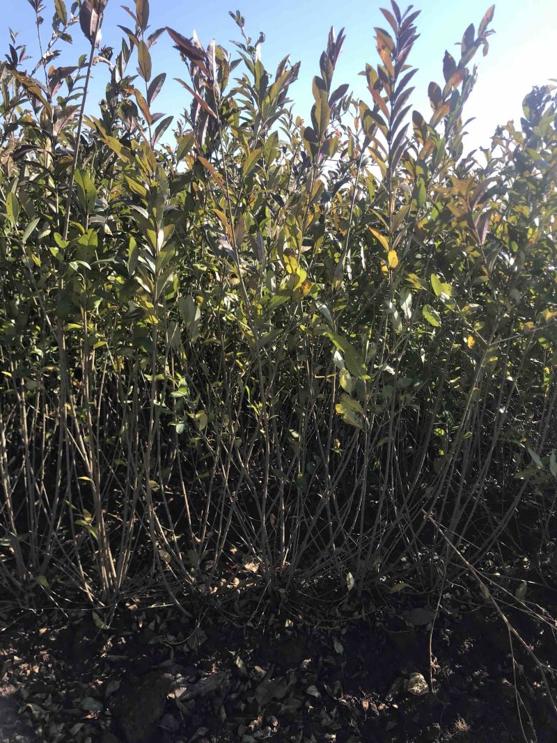 水蜡堆夹值水腊叶片饱满枝条茂盛装杯水蜡小苗