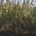 水蜡堆夹值水腊叶片饱满枝条茂盛装杯水蜡小苗