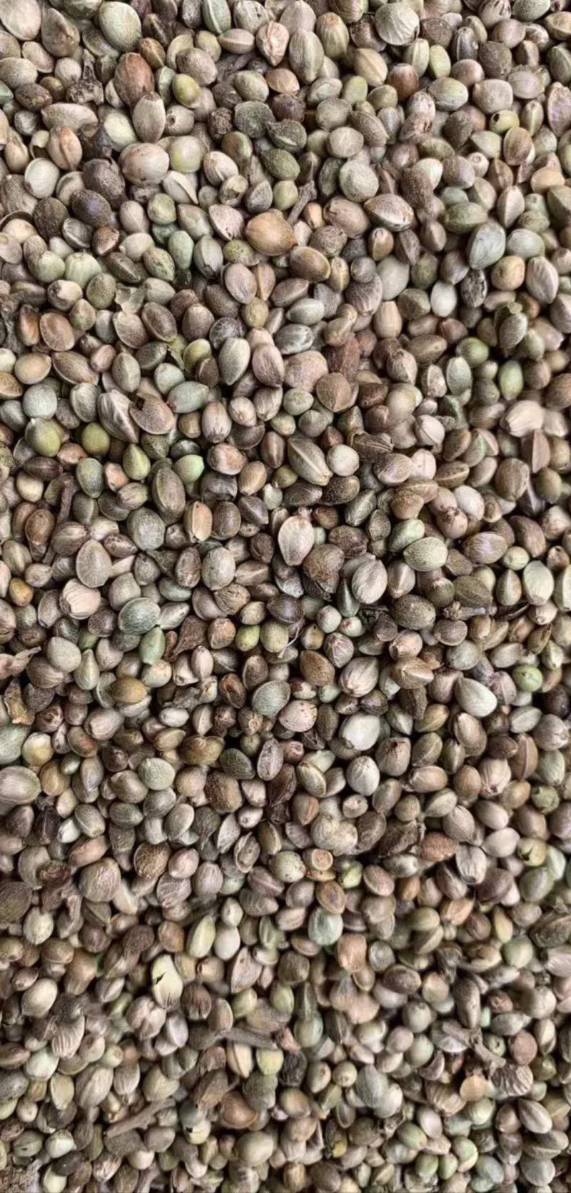 火麻仁【包邮】三斤起发货可批量可零售量大从优
