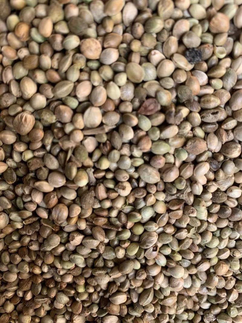 火麻仁【包邮】三斤起发货可批量可零售量大从优