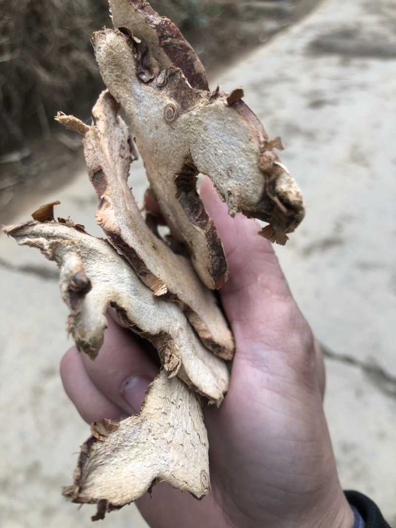 广西广东两广地区大良姜统货无硫磺干片