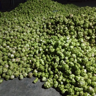 大头菜高品质榨菜寻找农户种植包回收寻找合作伙伴