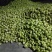 大头菜高品质榨菜寻找农户种植包回收寻找合作伙伴