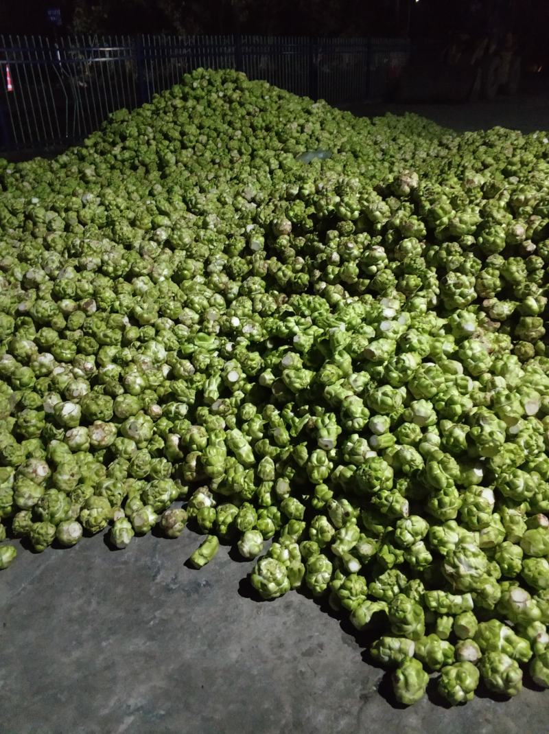 大头菜高品质榨菜寻找农户种植包回收寻找合作伙伴