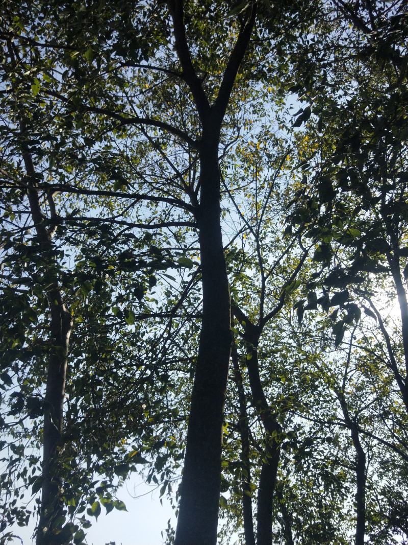 精品滇朴朴树风景树不要错过