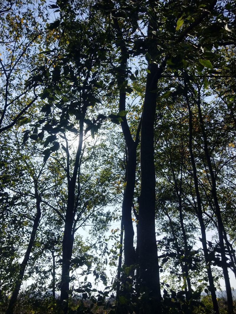 精品滇朴朴树风景树不要错过