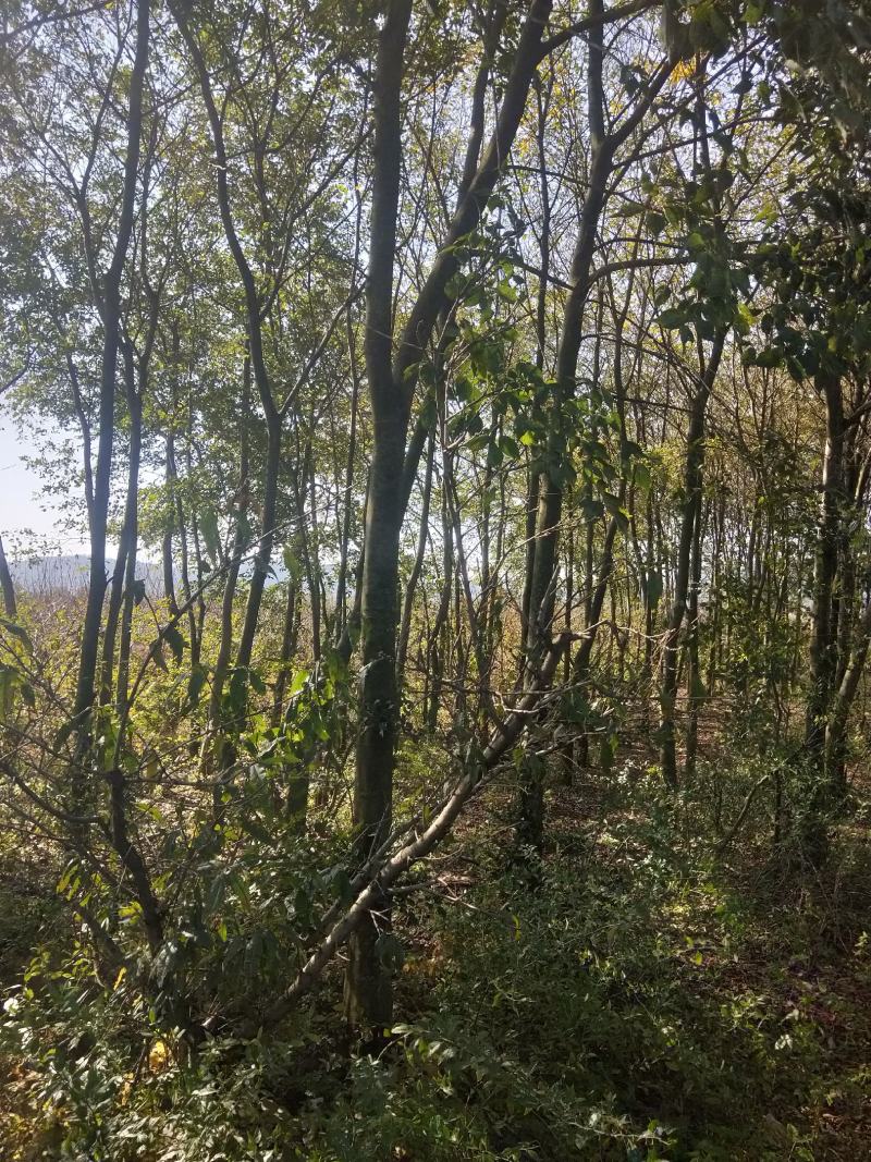 精品滇朴朴树风景树不要错过