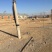 场地出租出卖养殖场养牛养羊养驴独院三相电养殖场
