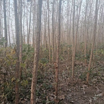 白杨树无絮，无絮一节一节可以出售