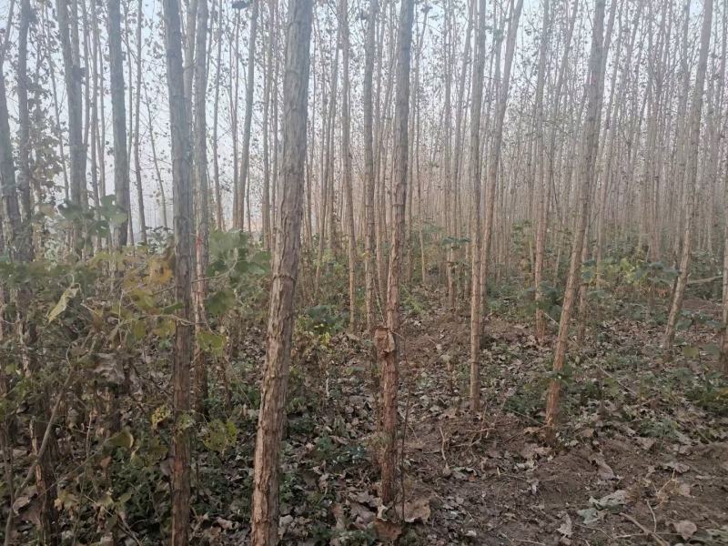 白杨树无絮，无絮一节一节可以出售