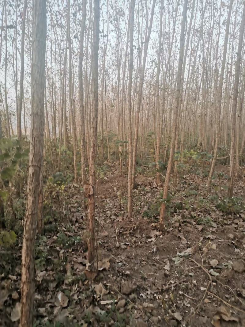白杨树无絮，无絮一节一节可以出售