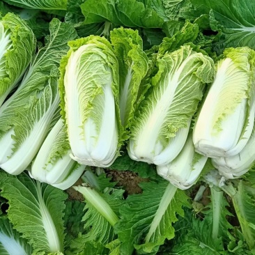 滕州新北京新三号白菜，4~6斤可根据客户要求定制净菜