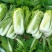 滕州新北京新三号白菜，4~6斤可根据客户要求定制净菜