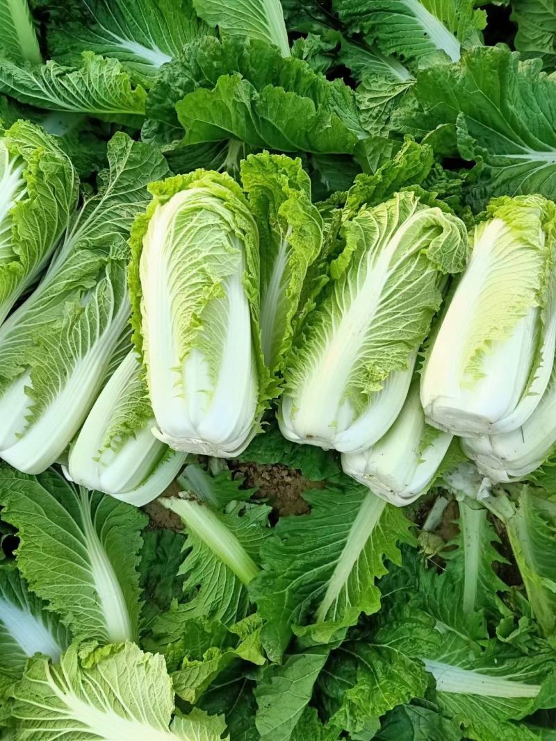 滕州新北京新三号白菜，4~6斤可根据客户要求定制净菜