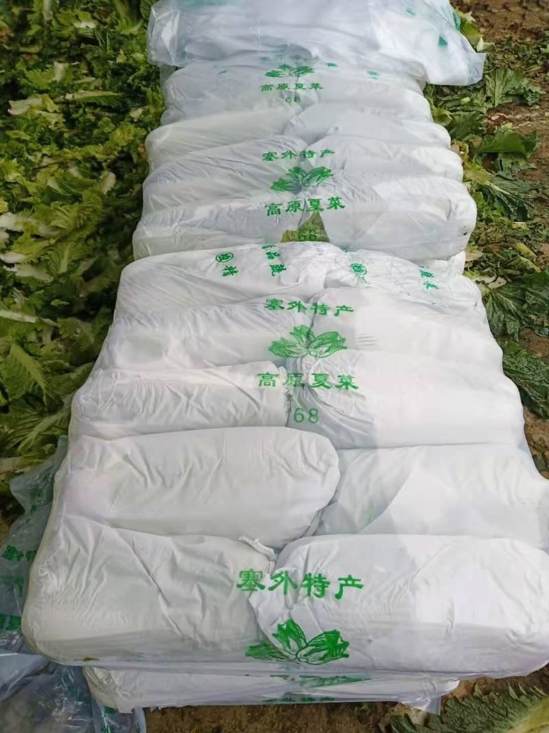 滕州北京三号白菜供应中质量好价格便宜，上货快