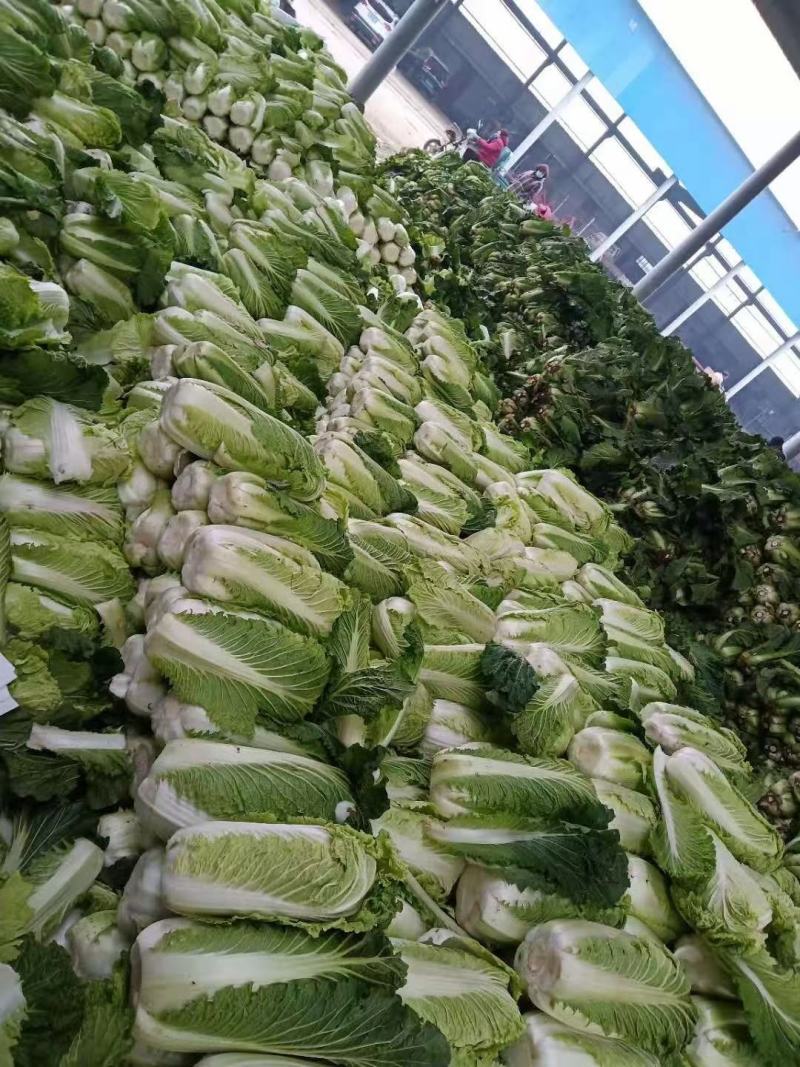 滕州北京三号白菜供应中质量好价格便宜，上货快