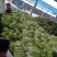 滕州北京三号白菜供应中质量好价格便宜，上货快